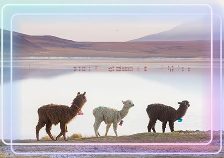 Alpacas by the Lake