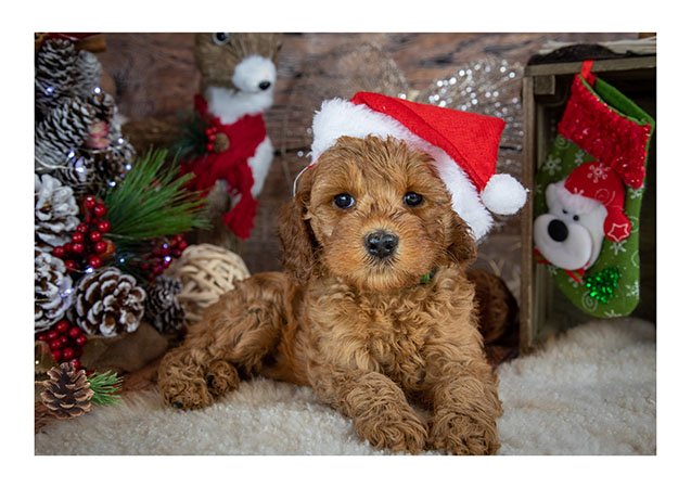 Christmas Puppy