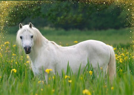 Pony in a Field of Flowers