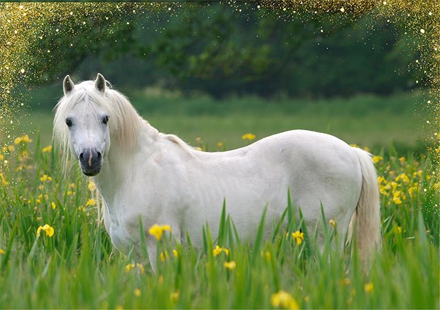 Pony in a Field of Flowers