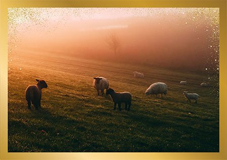 Sheep at Sunrise